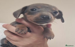 Miniature Dachshund dogs for sale: Miniature daushund puppies  - Image 8