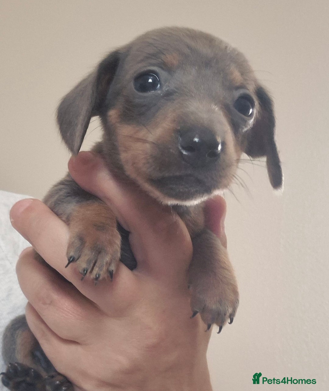 Miniature Dachshund dogs for sale: Miniature daushund puppies  - Image 8