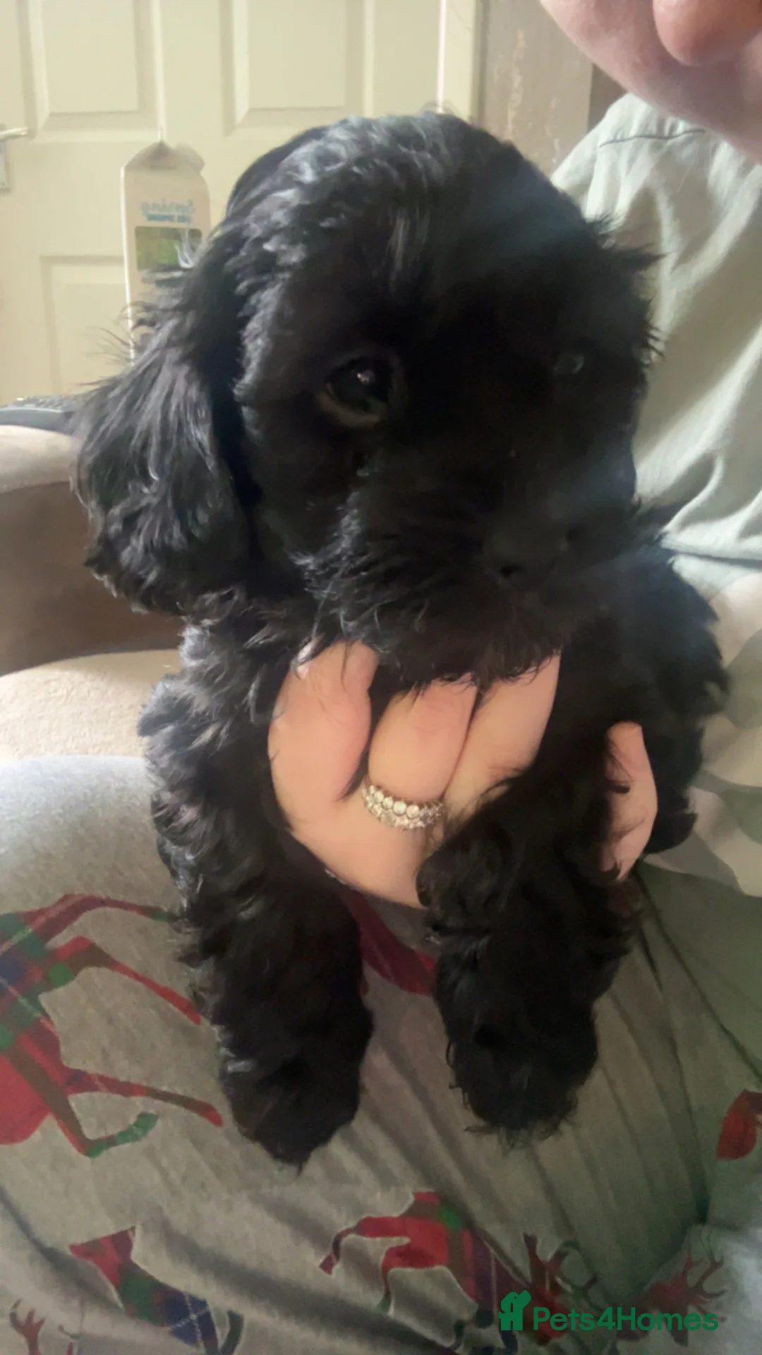 Lhasapoo dogs for sale: lhasapoo BOY ready NOW - Advert 2