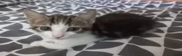 Mixed Breed cats for sale: Kitten for sale  - Advert 29