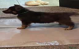 German Shepherd dogs for sale: German Shepard Puppies - Image 3