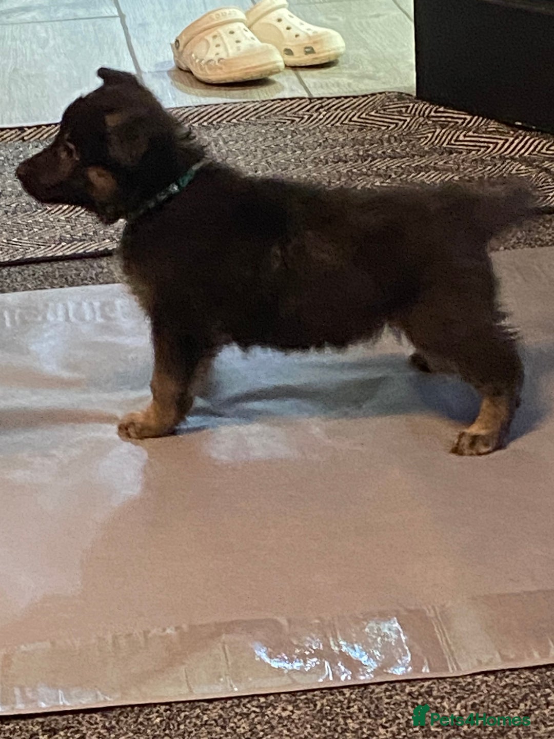 German Shepherd dogs for sale: German Shepard Puppies - Image 3