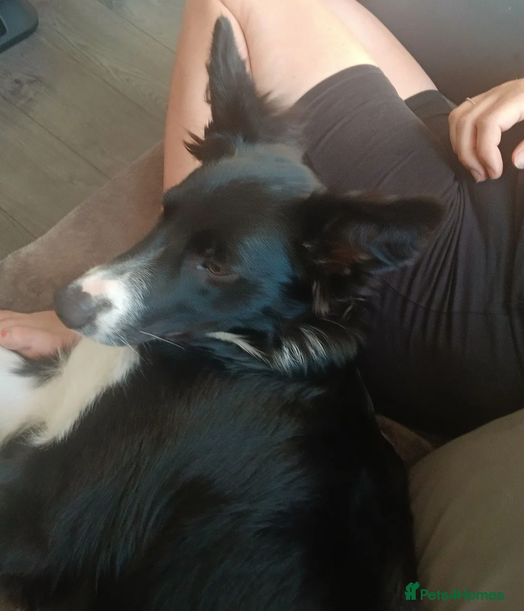 Border Collie dogs for sale: Rex border collie - Advert 2