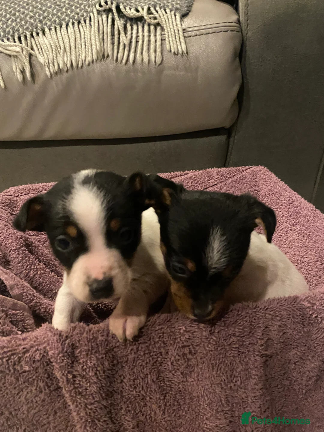 Jack Russell dogs for sale: My beautiful Jack Russell puppies available - Advert 10