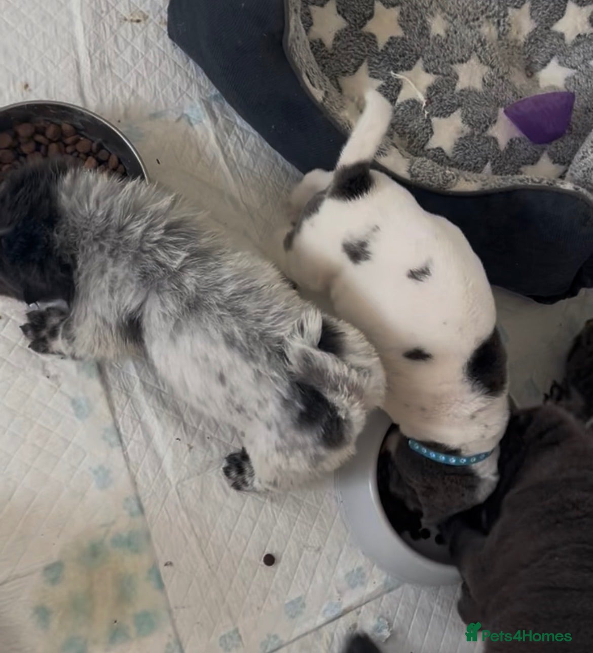 Shar Pei dogs Kc registered shar pei 1 girl left - Advert 1