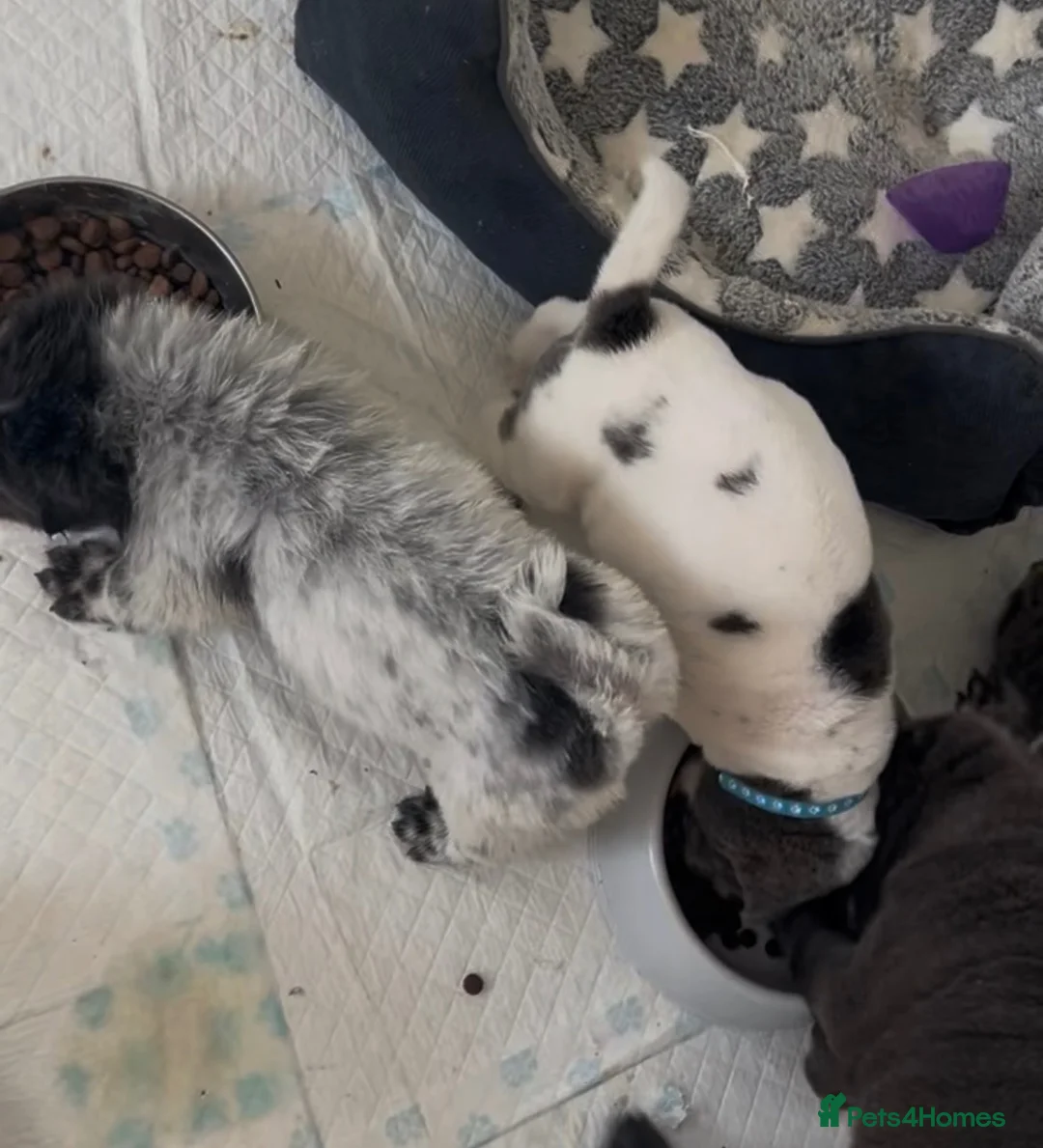 Shar Pei dogs for sale: Kc registered shar pei 2 girls left - Advert 1