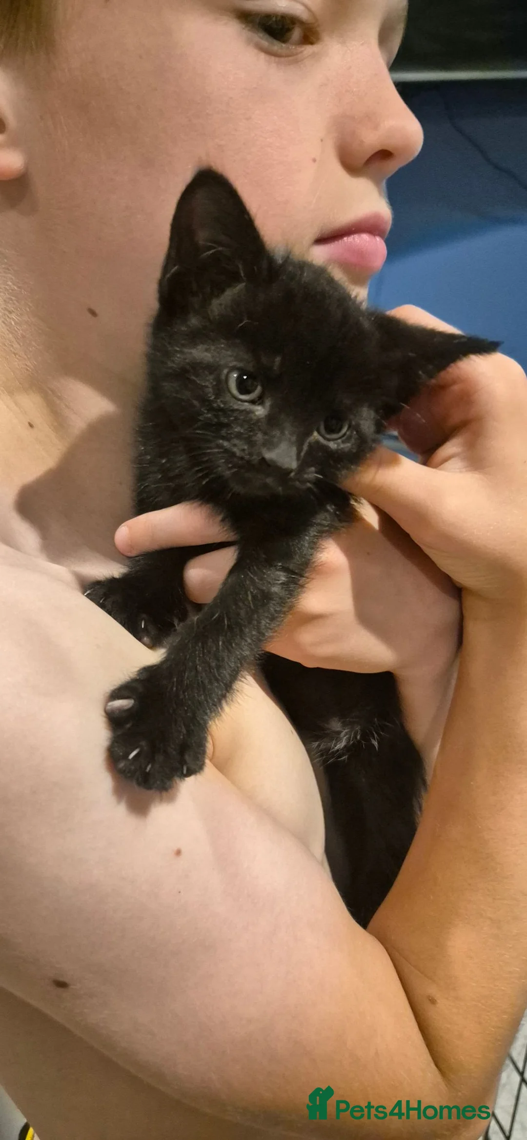 Mixed Breed cats for sale: Black female kitten  in Shrewsbury - Advert 2