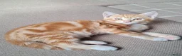 Mixed Breed cats for sale: Rare beautiful ginger tabby girl in Harlow - Advert 13