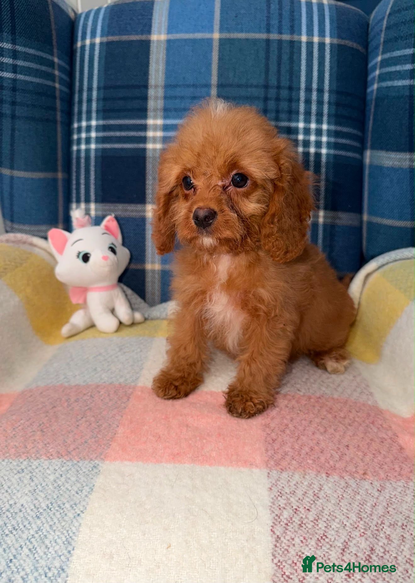 Cavapoo dogs 💛🧡Stunning Red Cavapoo Puppies Ready Now🧡💛 - Advert 1