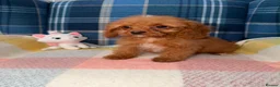 Cavapoo dogs for sale: Stunning Red Cavapoo Puppies Ready Now - Advert 8