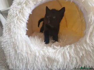 Ragdoll cats Beautiful kittens ready to leave 😍 - Advert 3
