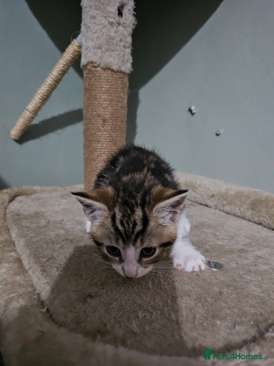 Mixed Breed cats for sale: Mixed kittens ready for their new home - Image 1