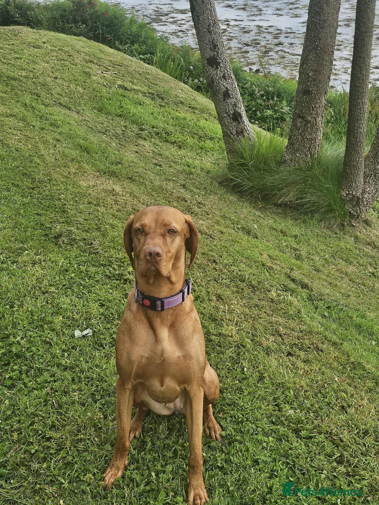 Hungarian Vizsla dogs Beautiful KC Registered Hungarian Viszla Puppies - Advert 2