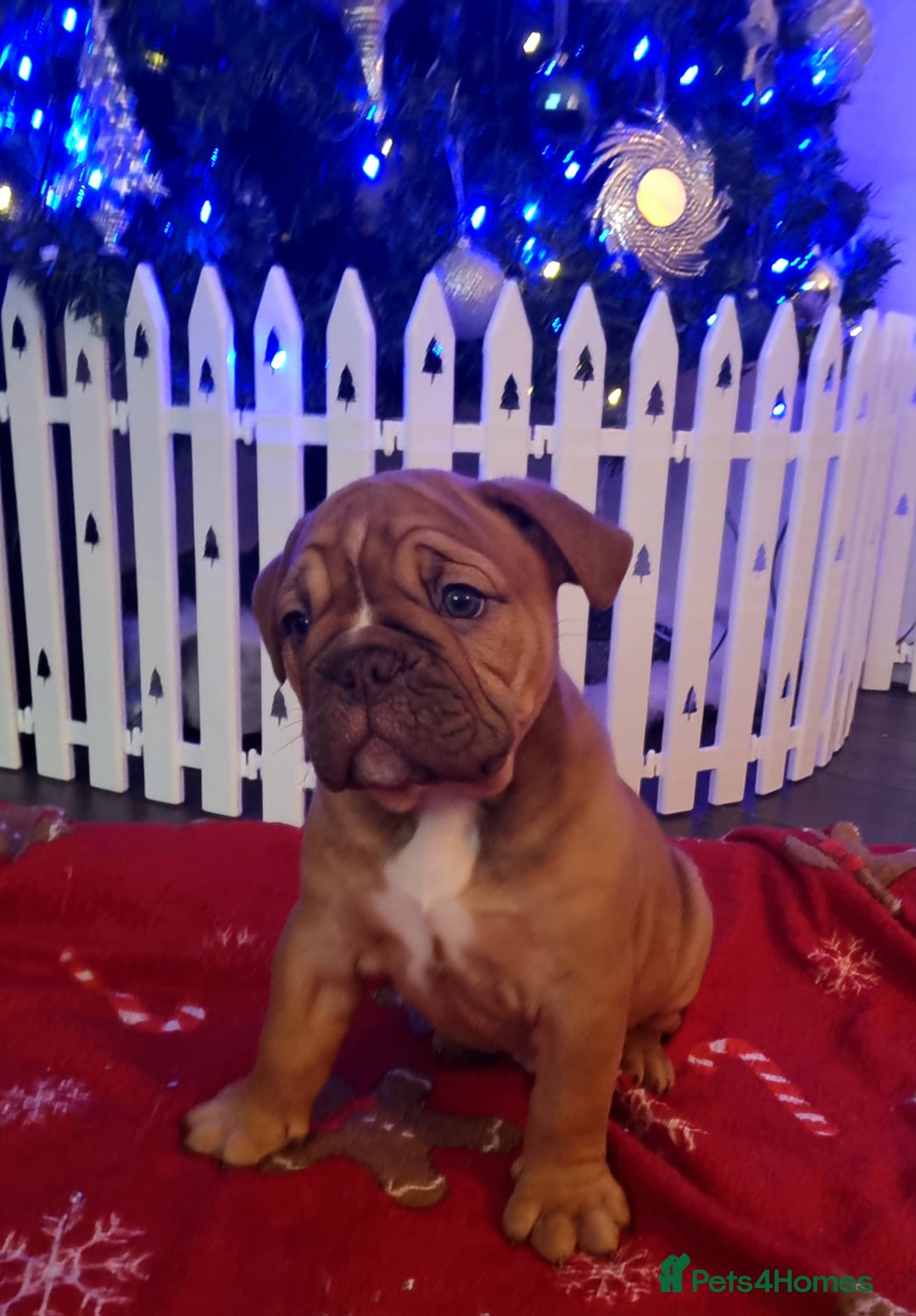 Olde English Bulldogge dogs for sale: BUYER PULL OUT LAST MALE REDUCED!!!! - Advert 2
