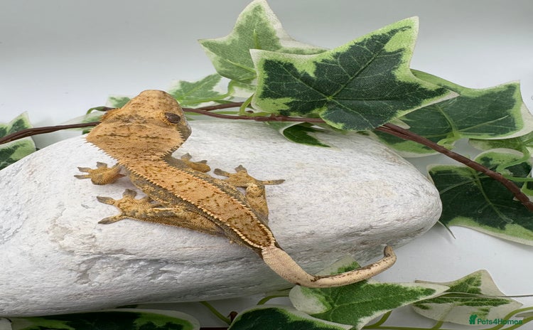 Gecko reptiles - Advert 1