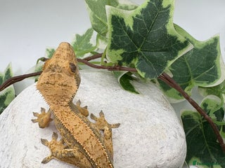 Gecko reptiles - Advert 15