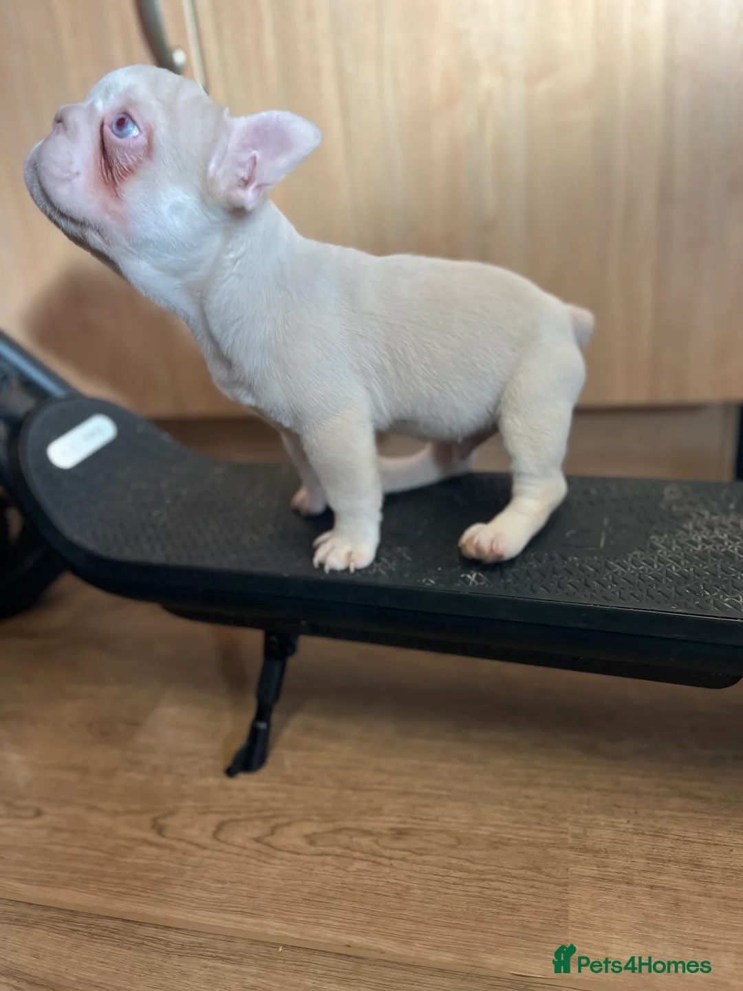 French Bulldog dogs for sale: French bulldog full pink, blue tan pink carrier  - Advert 23