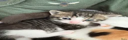 Domestic Shorthair cats for sale: Our beautiful litter of kittens  in Bideford - Advert 5