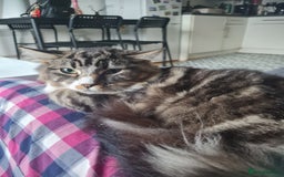 Mixed Breed cats for sale: Lovely mixed tabby cat - Image 7