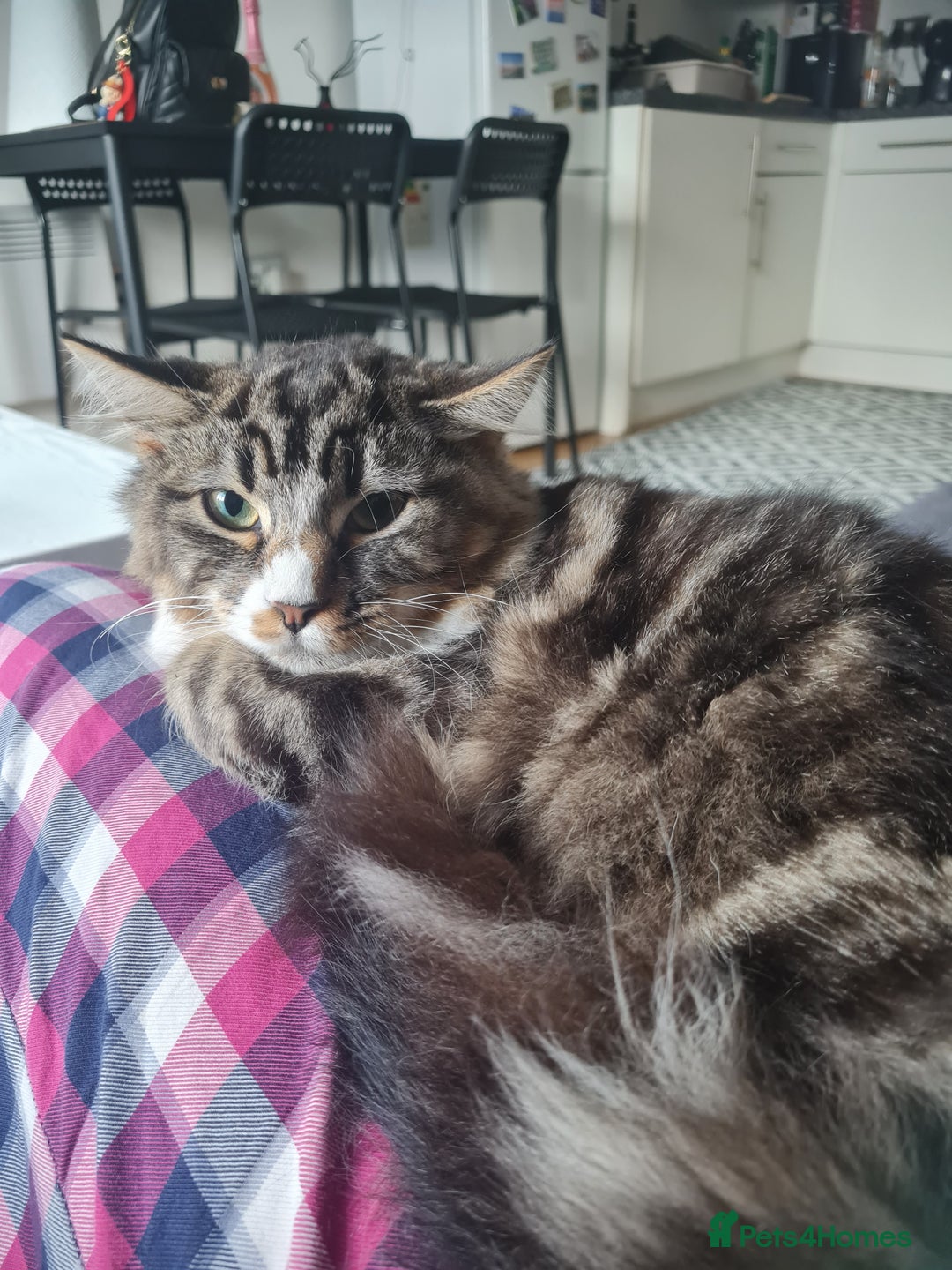 Mixed Breed cats for sale: Lovely mixed tabby cat - Image 7