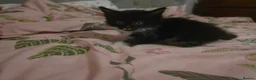 Mixed Breed cats for sale: Half British Blue Kittens - Advert 9