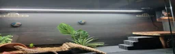Bearded Dragon reptiles for sale: Male Bearded Dragon - Advert 4