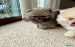 Pomeranian dogs for sale: Teddy Face Pomeranian Champion European Bloodline  - Image 10