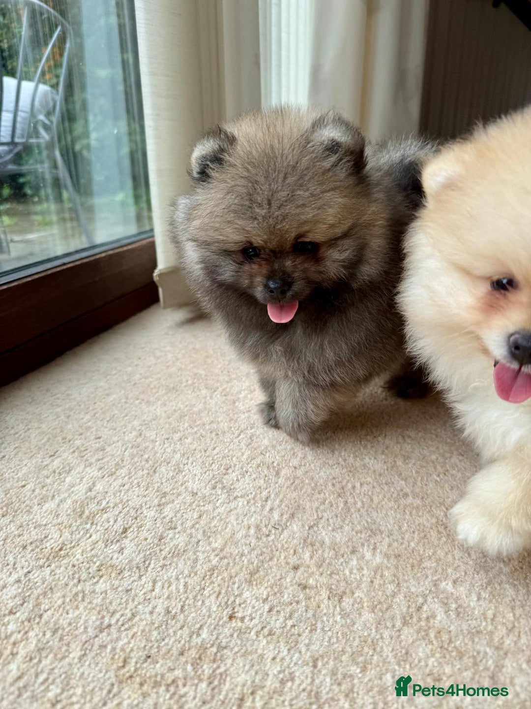 Pomeranian dogs for sale: Teddy Face Pomeranian Champion European Bloodline  - Image 10