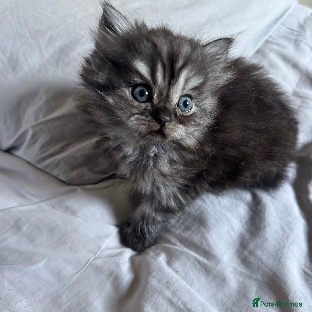 Persian cats for sale: Persian Litter of 4 for new loving home! - Advert 12