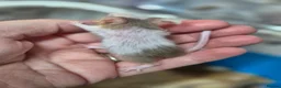 Mouse rodents for sale: Fancey Male and female mice - Advert 34