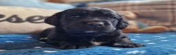 Springador dogs for sale: BEAUTIFUL SPRINGADOR PUPPIES - Advert 16
