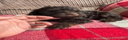 Mixed Breed dogs for sale: 7 Spinger cross Shihpoo puppies - Advert 12