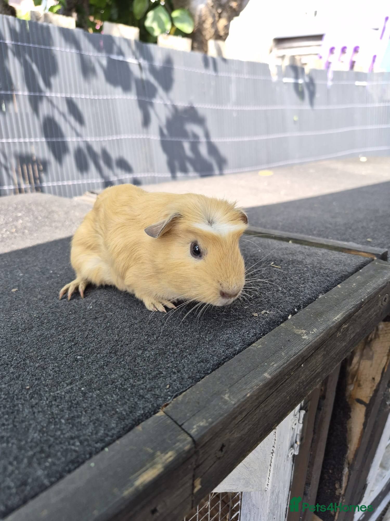 Guinea Pig rodents Male Guinea pigs - Advert 22