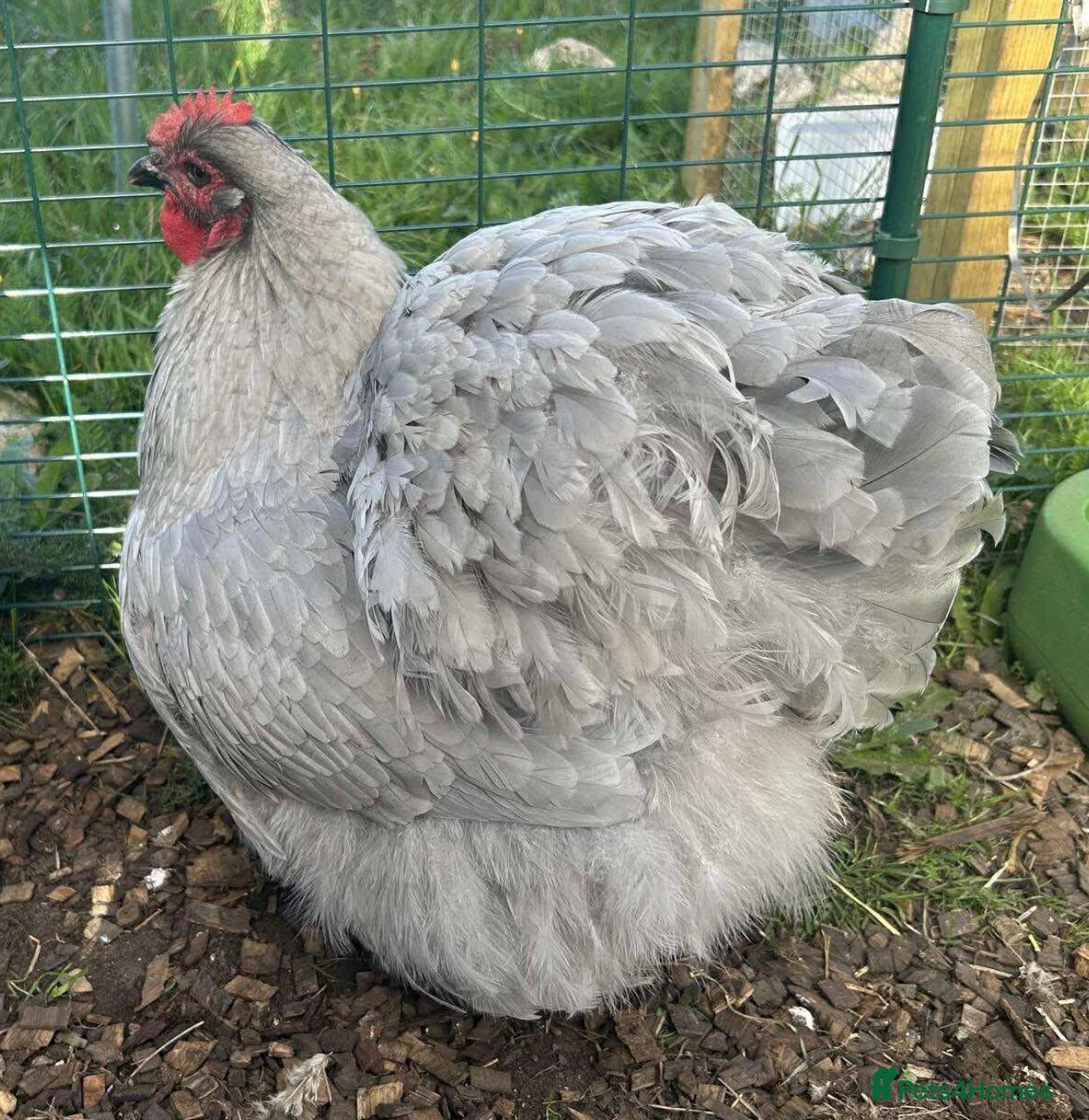 Chickens poultry Orpington Chicks and hatching eggs available  - Advert 10