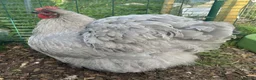 Chickens poultry for sale: Orpington Chicks and hatching eggs available  - Advert 1