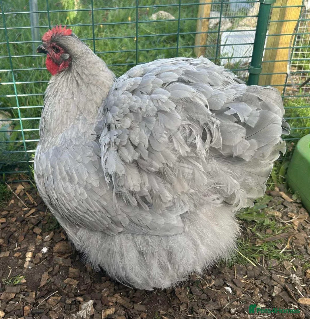 Chickens poultry for sale: Orpington Chicks and hatching eggs available  - Advert 1