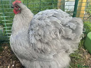 Chickens poultry Orpington Chicks and hatching eggs available - Advert 10