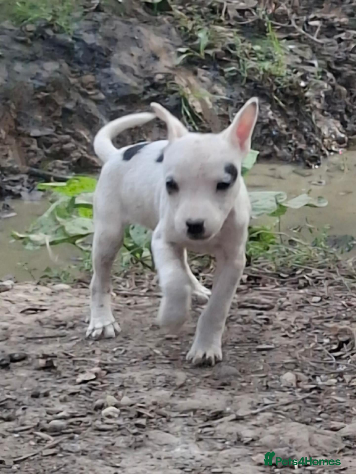 Jack Russell dogs Fully vaccinated JRT male puppy - Advert 2
