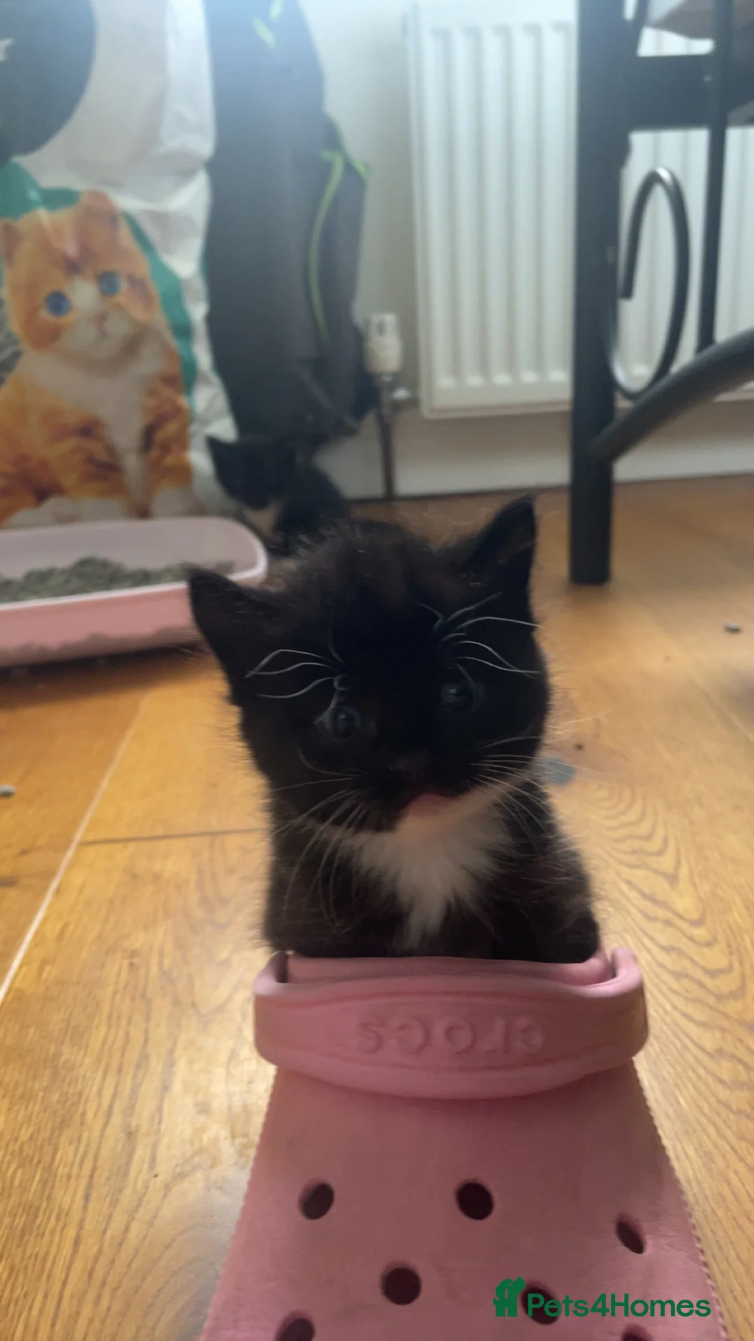 Mixed Breed cats for sale: Half ragdoll, Half domestic shorthair mix in Bedford - Advert 2