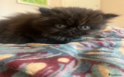 Persian cats for sale: Stunning Black Smoke GCCF Active ** Persians - Image 10