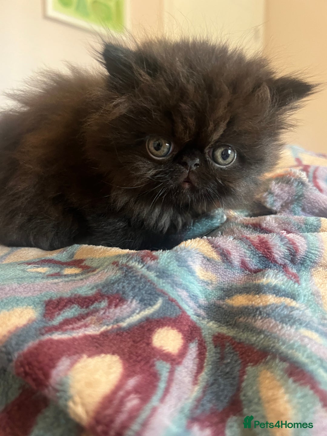 Persian cats for sale: Stunning Black Smoke GCCF Active ** Persians - Image 10