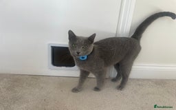 Russian Blue cats for sale: Russian Blue rehoming - Image 3