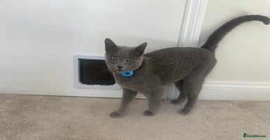 Russian Blue cats - Advert 3