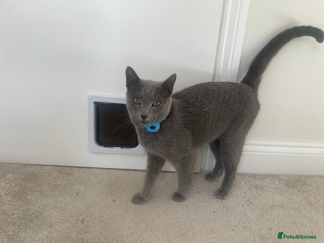 Russian Blue cats for sale: Russian Blue rehoming - Image 3