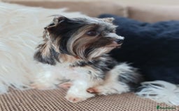 Biewer Terrier dogs for stud: Purebred Pedigree Biewer Terrier Proven Stud in Merthyr Tydfil - Image 16