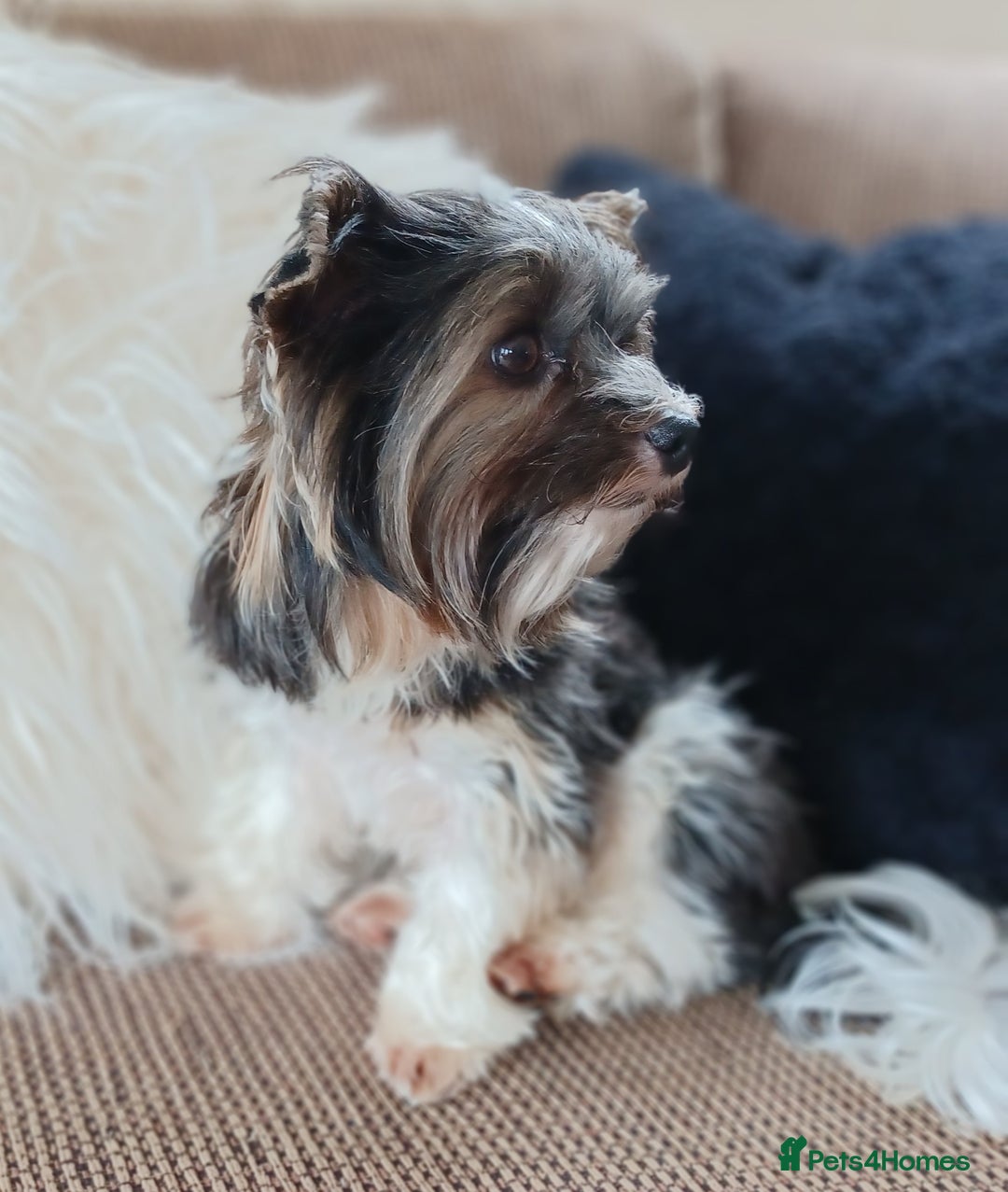 Biewer Terrier dogs for stud: Purebred Pedigree Biewer Terrier Proven Stud in Merthyr Tydfil - Image 16