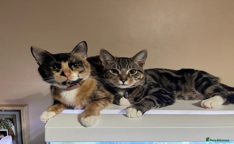 Mixed Breed cats Urgent! bonded cats for rehome! - Advert 1