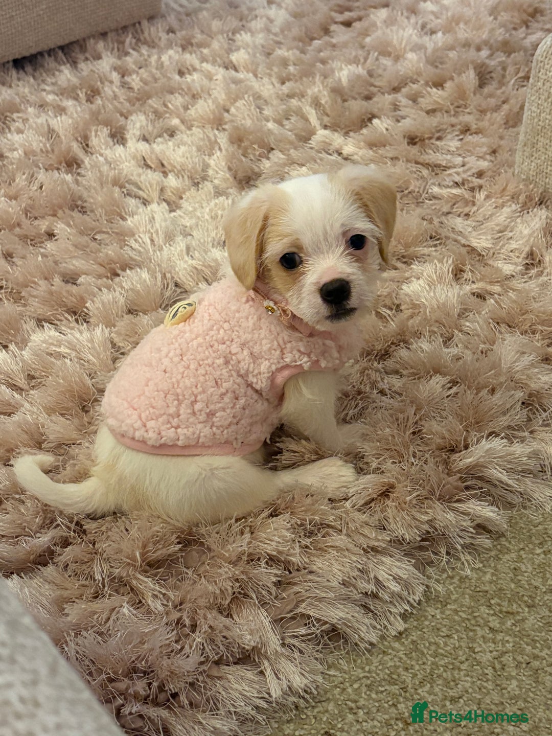 Chipoo dogs for sale: Chipoo female puppy,  - Advert 3