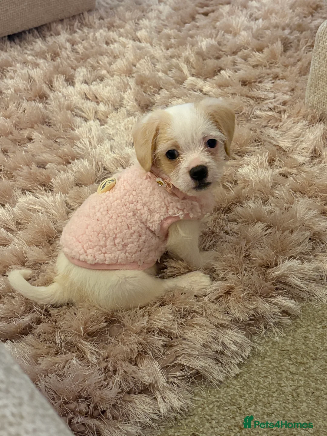 Chipoo dogs for sale: Chipoo female puppy,  - Advert 8