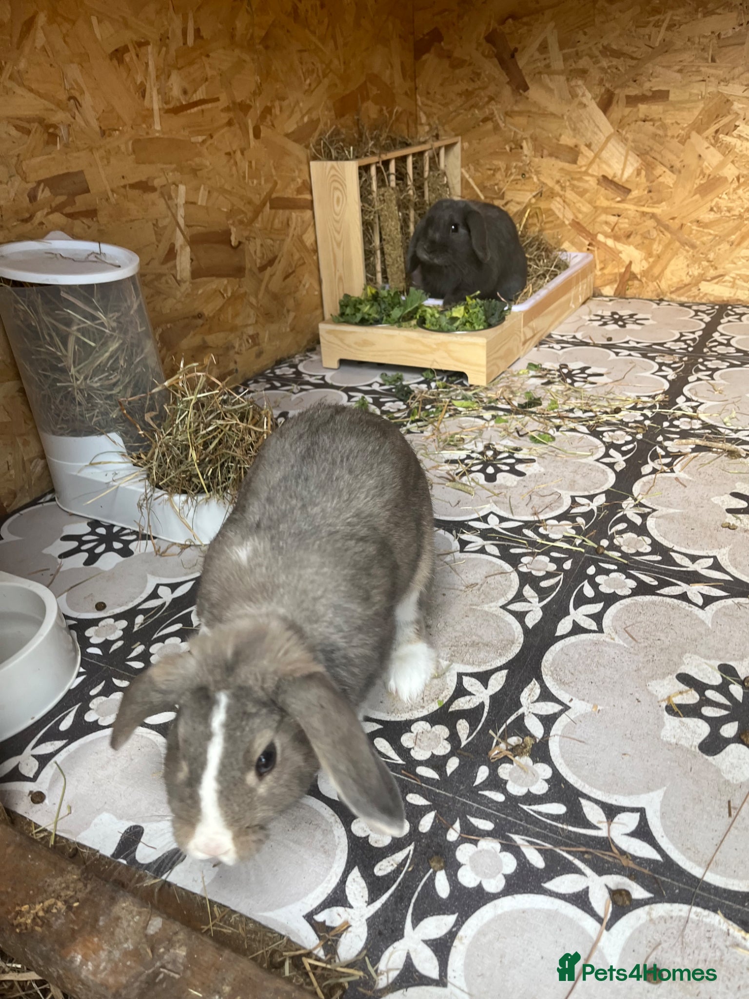 Mini Lop rabbits for sale: Mini lop rabbit  - Advert 3